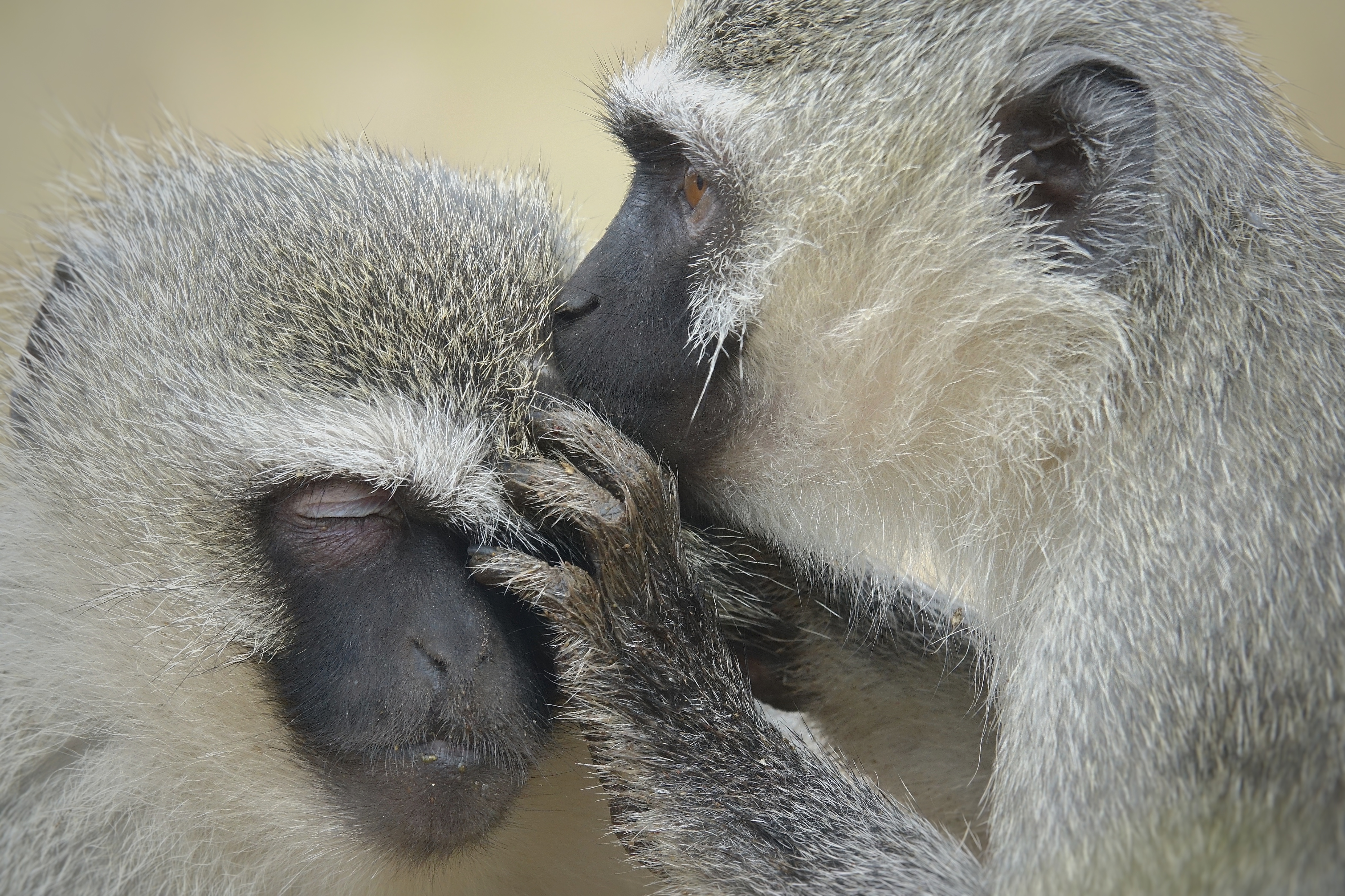 Singe vervet